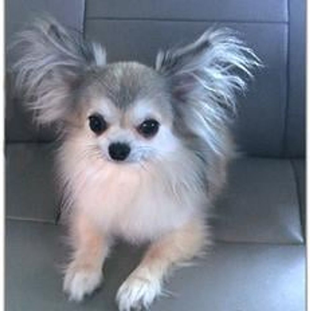 Long haired sales chihuahua breeder